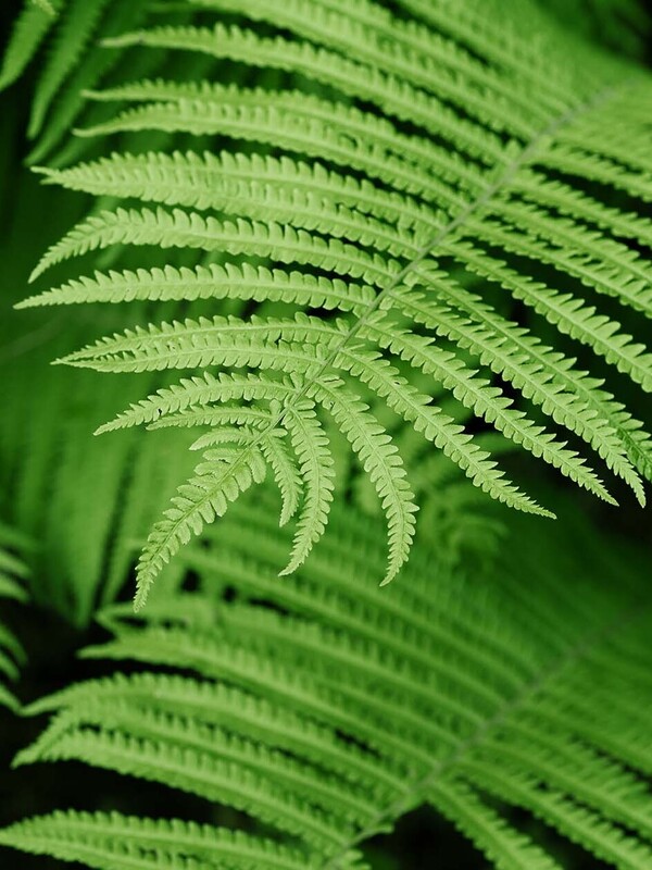 Nature-positive infrastructure series