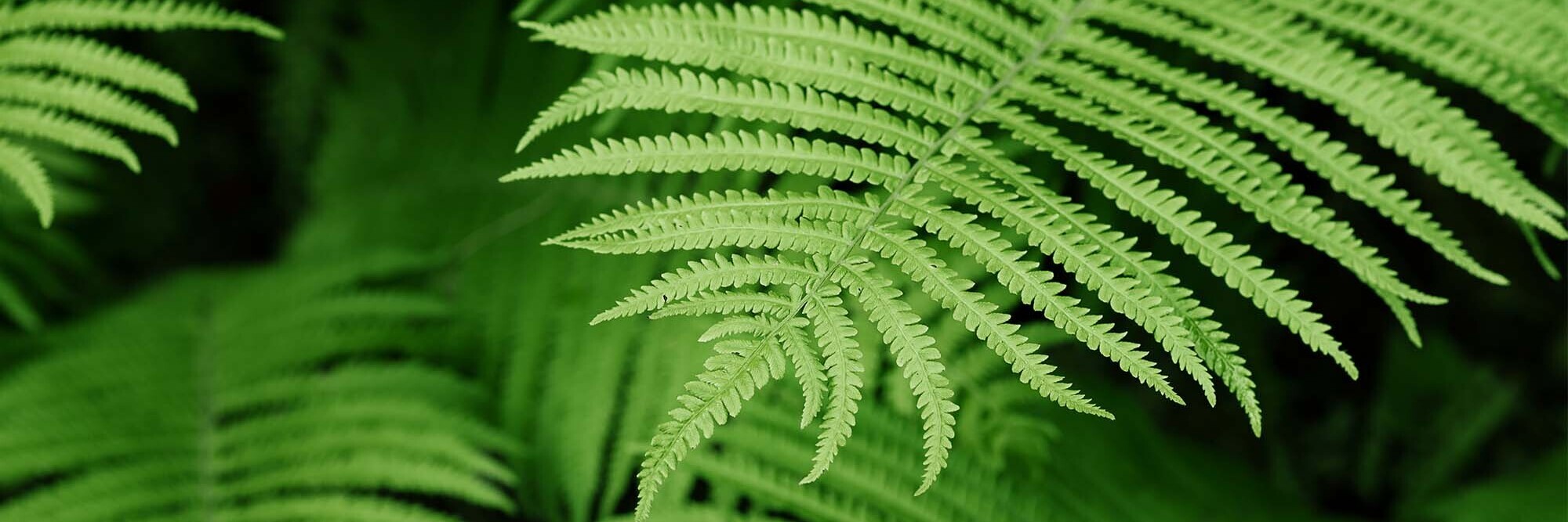 Nature-positive thinking: An introduction