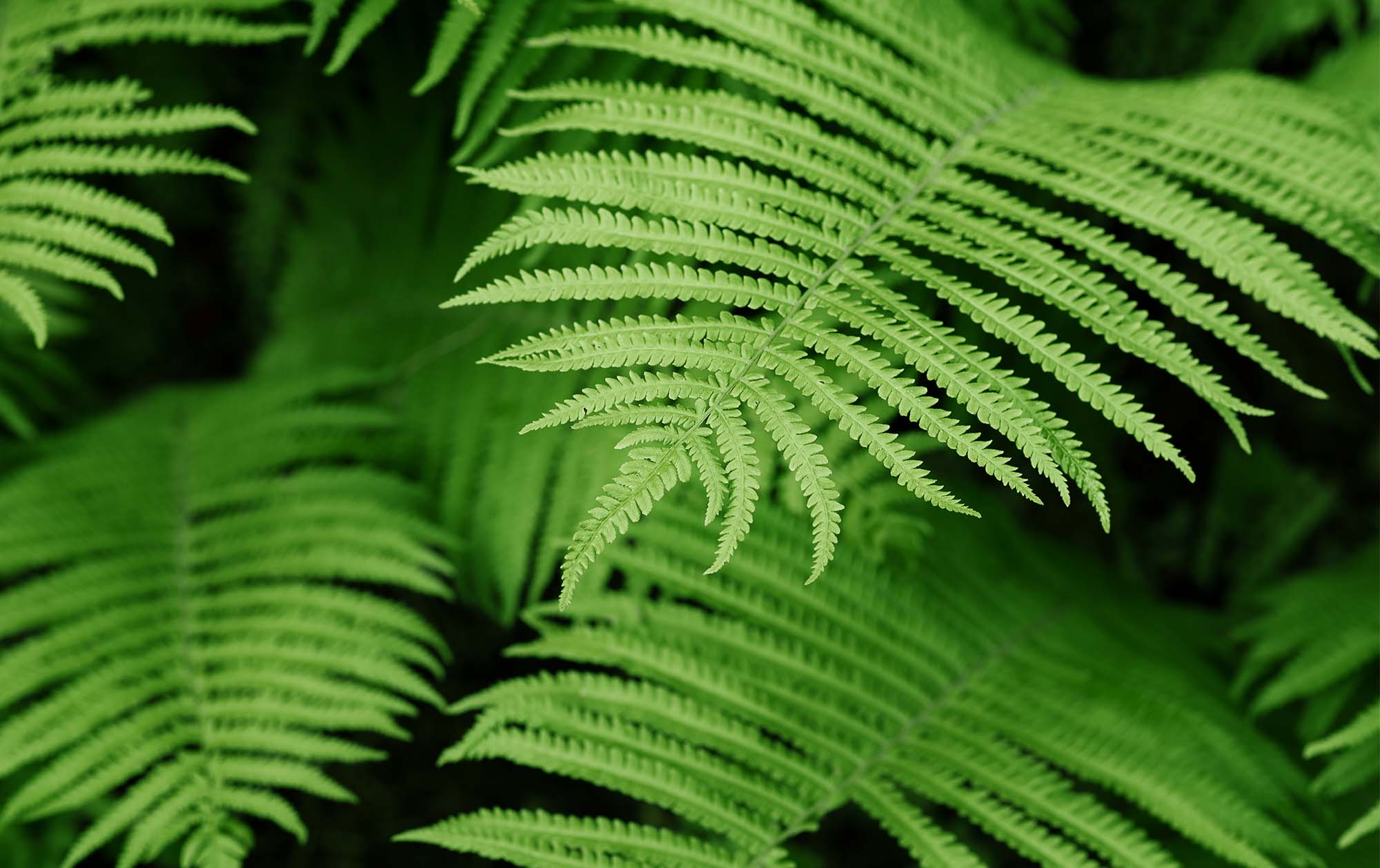 Nature-positive thinking: An introduction