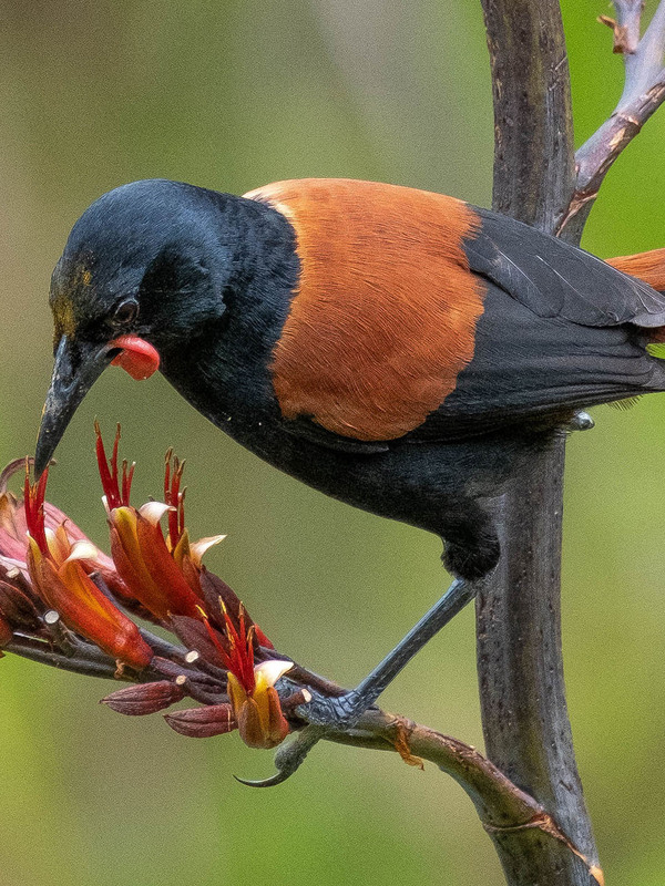 Time to visit the Rotoroa Island sanctuary gem