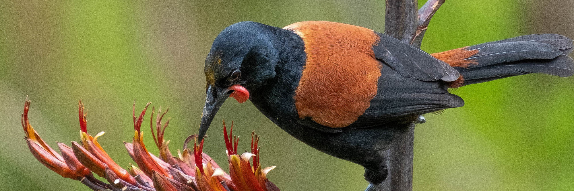 Time to visit the Rotoroa Island sanctuary gem