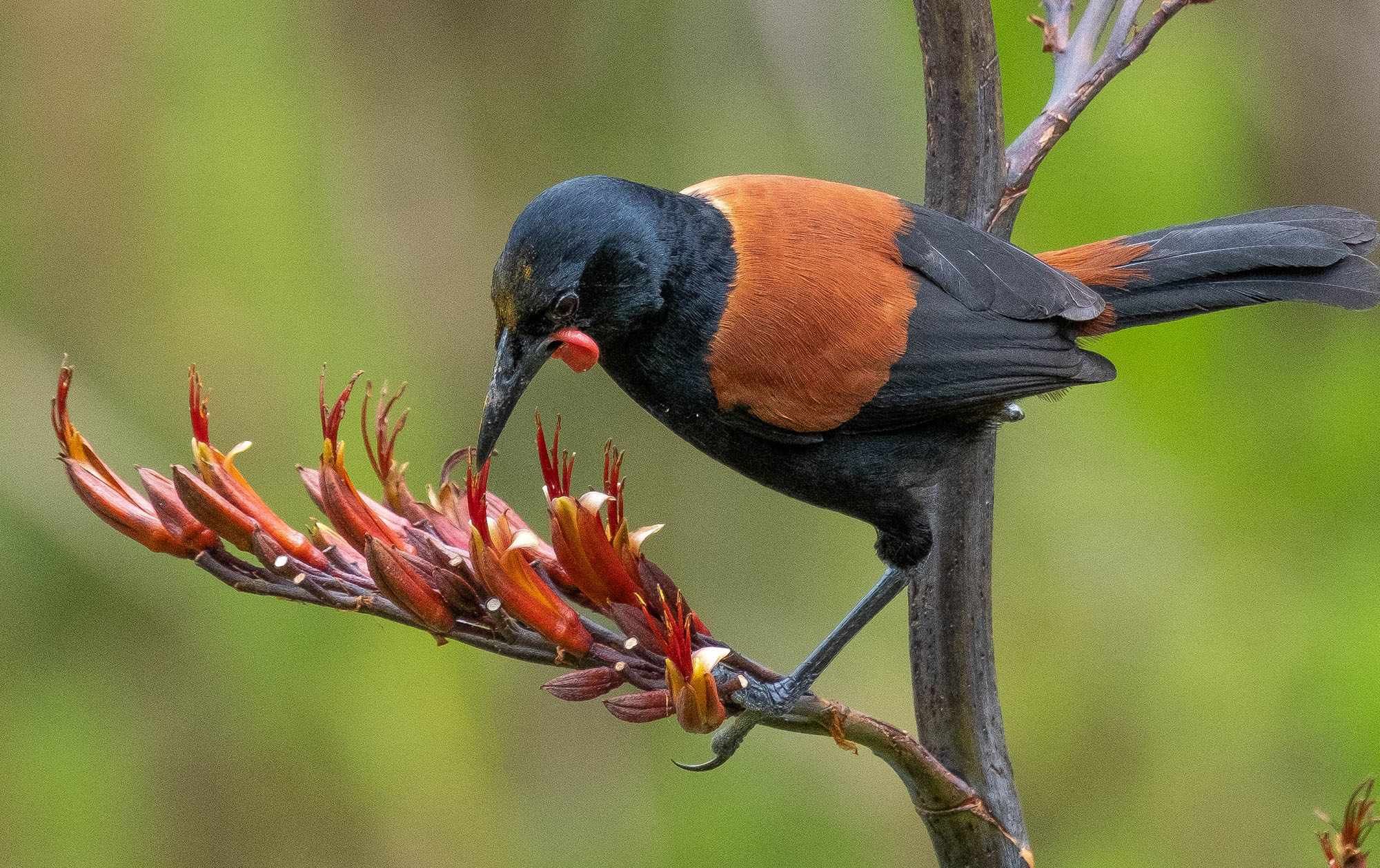 Time to visit the Rotoroa Island sanctuary gem