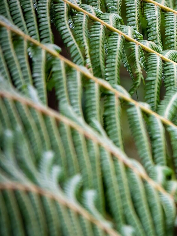 Tikanga and Aotearoa New Zealand law, āke āke āke? 