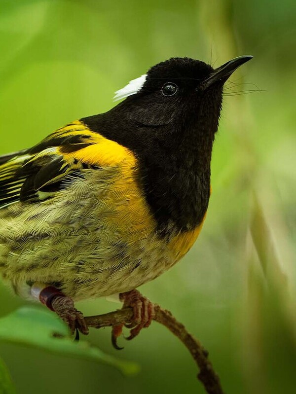 Supporting a world-class sanctuary at Tiritiri Matangi