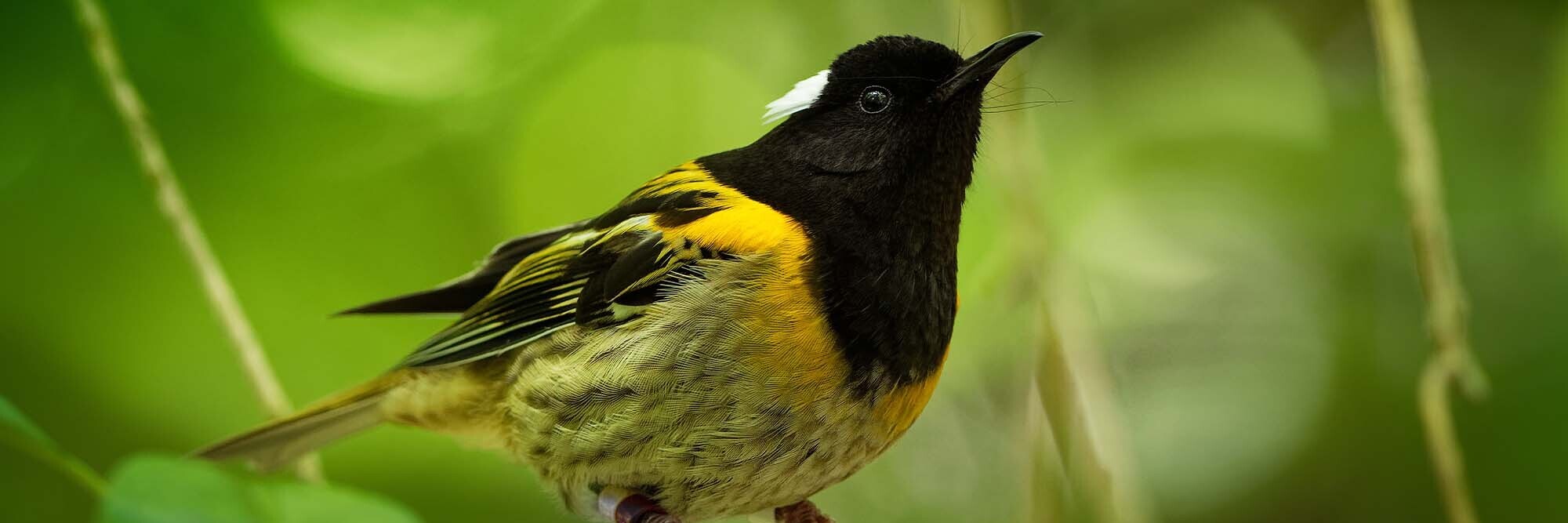 Supporting a world-class sanctuary at Tiritiri Matangi
