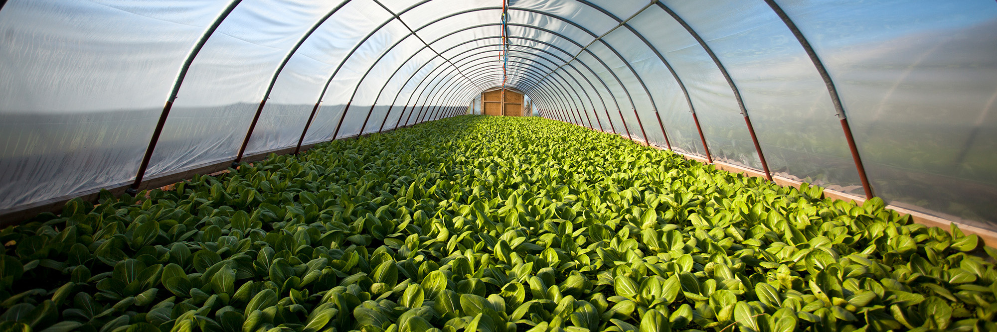 Agriculture, fishing and food