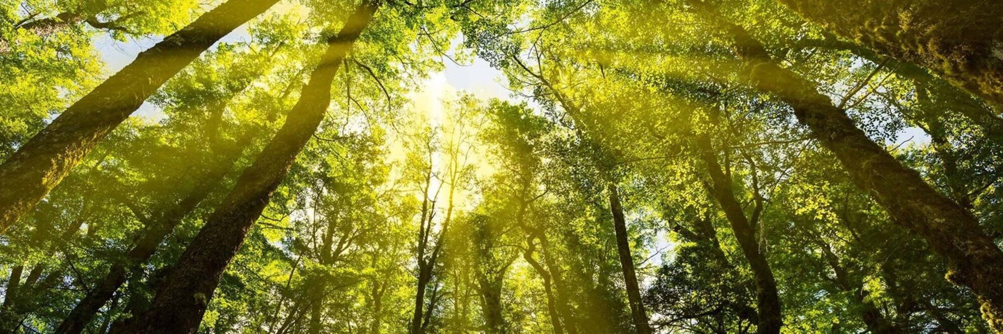 Forestry 