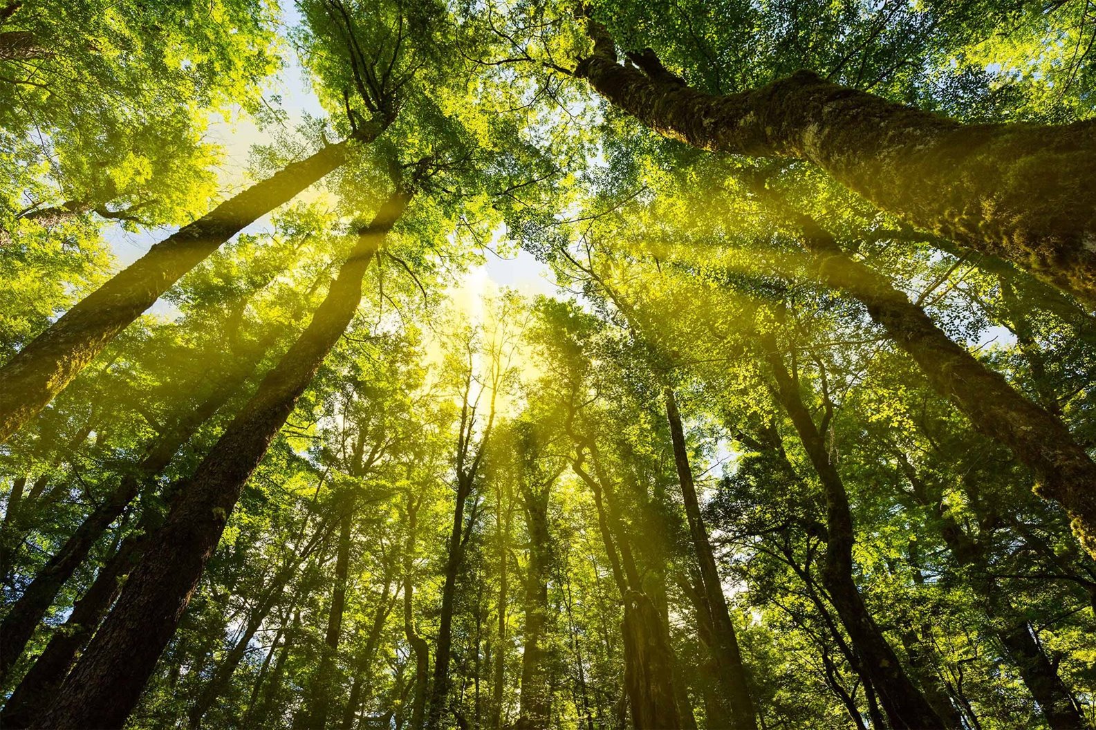 Forestry 
