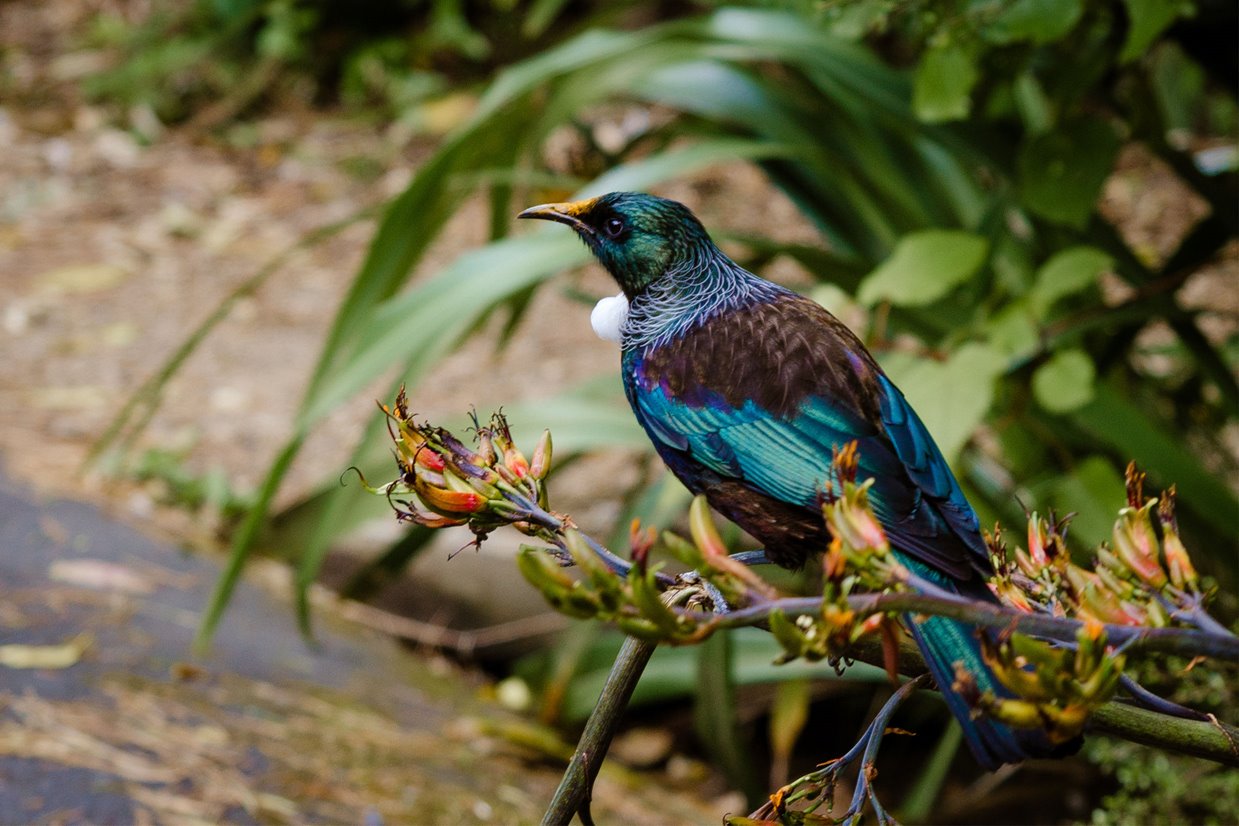 The UK Environment Act: A new era for Biodiversity Net Gain?