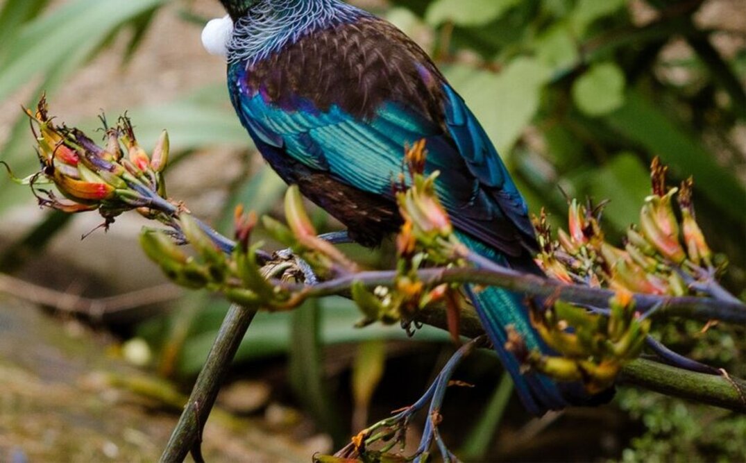 Protecting Aotearoa New Zealand’s biodiversity
