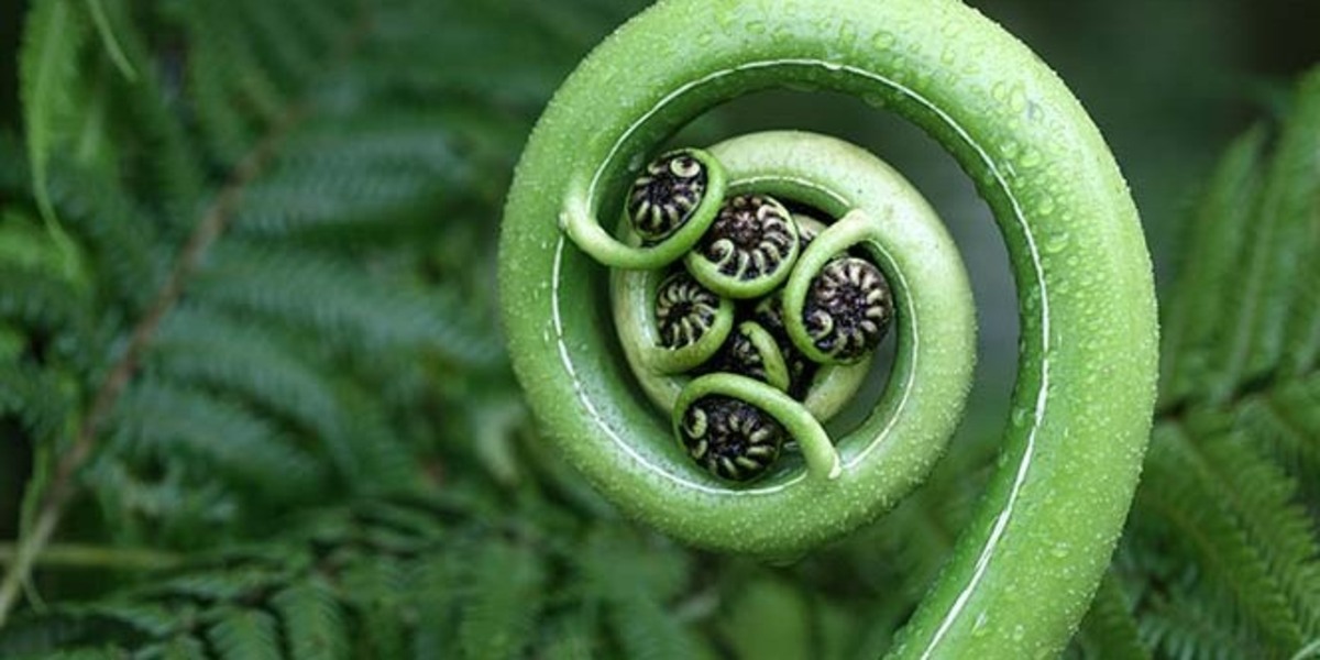 Ngā Karahipi Whakaeke