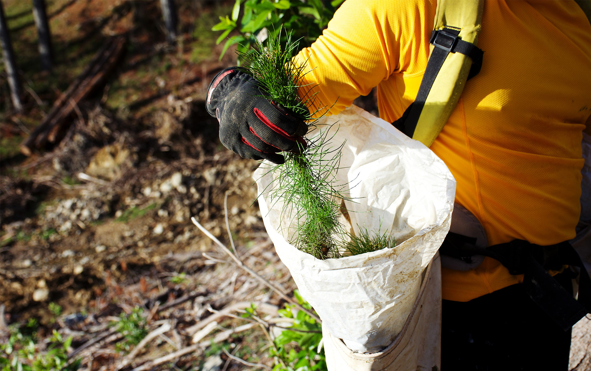 Tāmata Hauhā: Using carbon to transform Māori whenua potential