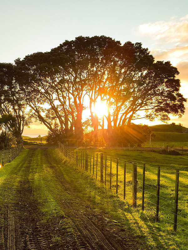 First bill to amend the Resource Management Act is focused on the primary sector 