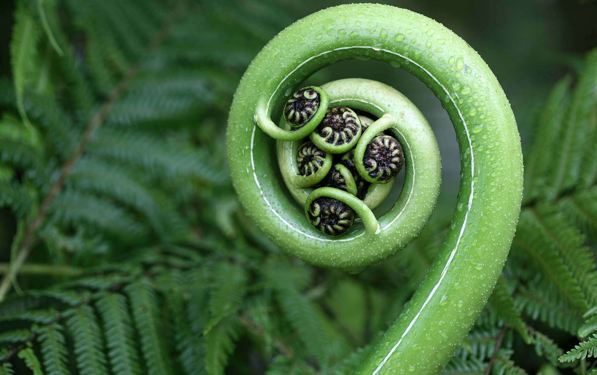Ngā Karahipi Whakaeke