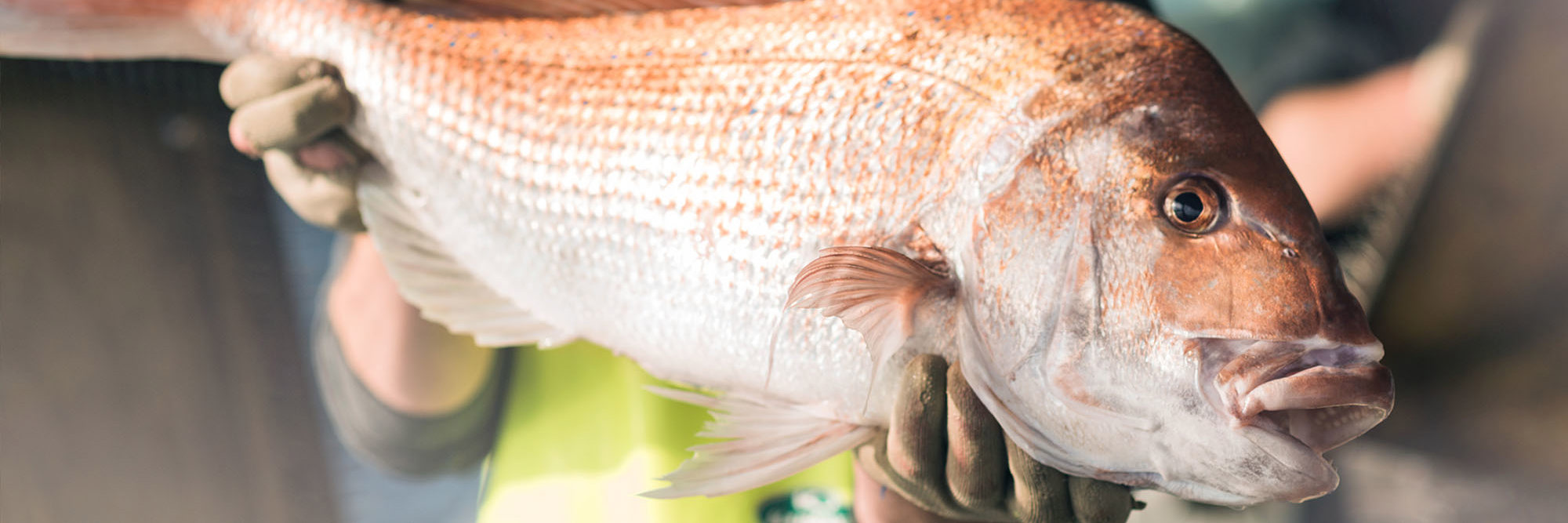 Award-winning kaitiaki challenges tide with sustainable fishing Desktop Image