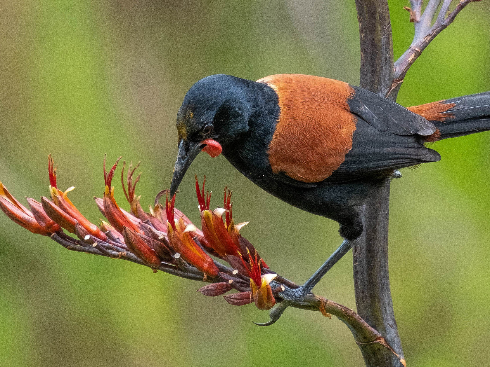 Time to visit the Rotoroa Island sanctuary gem Mobile Image