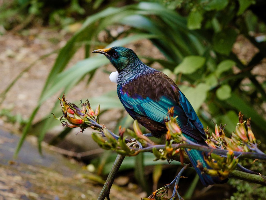 The UK Environment Act: A new era for Biodiversity Net Gain? Mobile Image