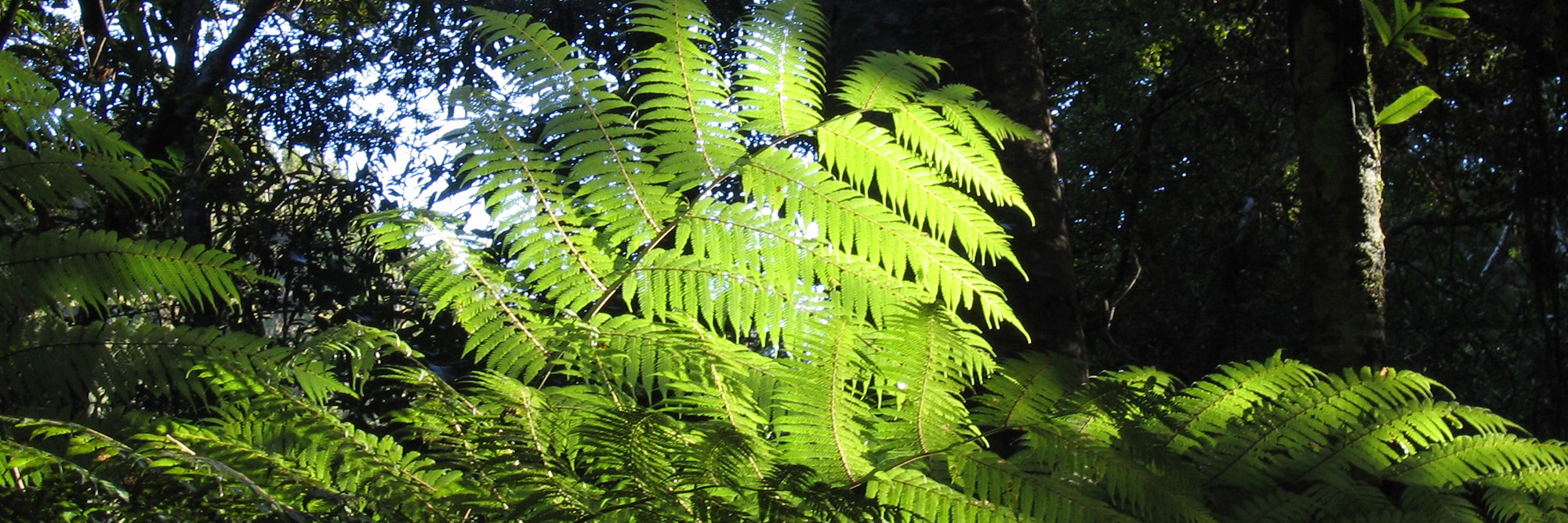 Can New Zealand's reforms create opportunities for nature-positive infrastructure? Desktop Image