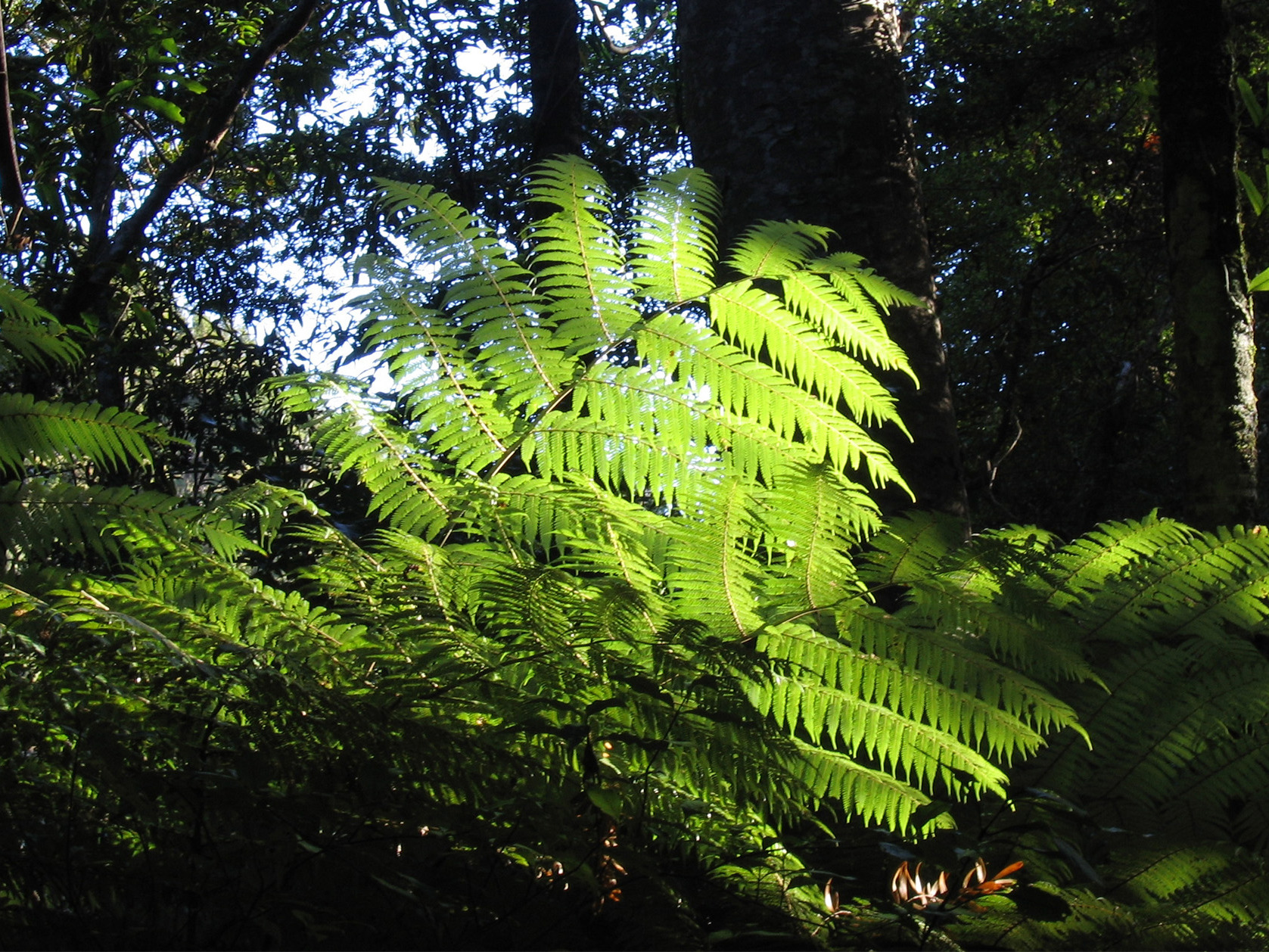 Can New Zealand's reforms create opportunities for nature-positive infrastructure? Mobile Image