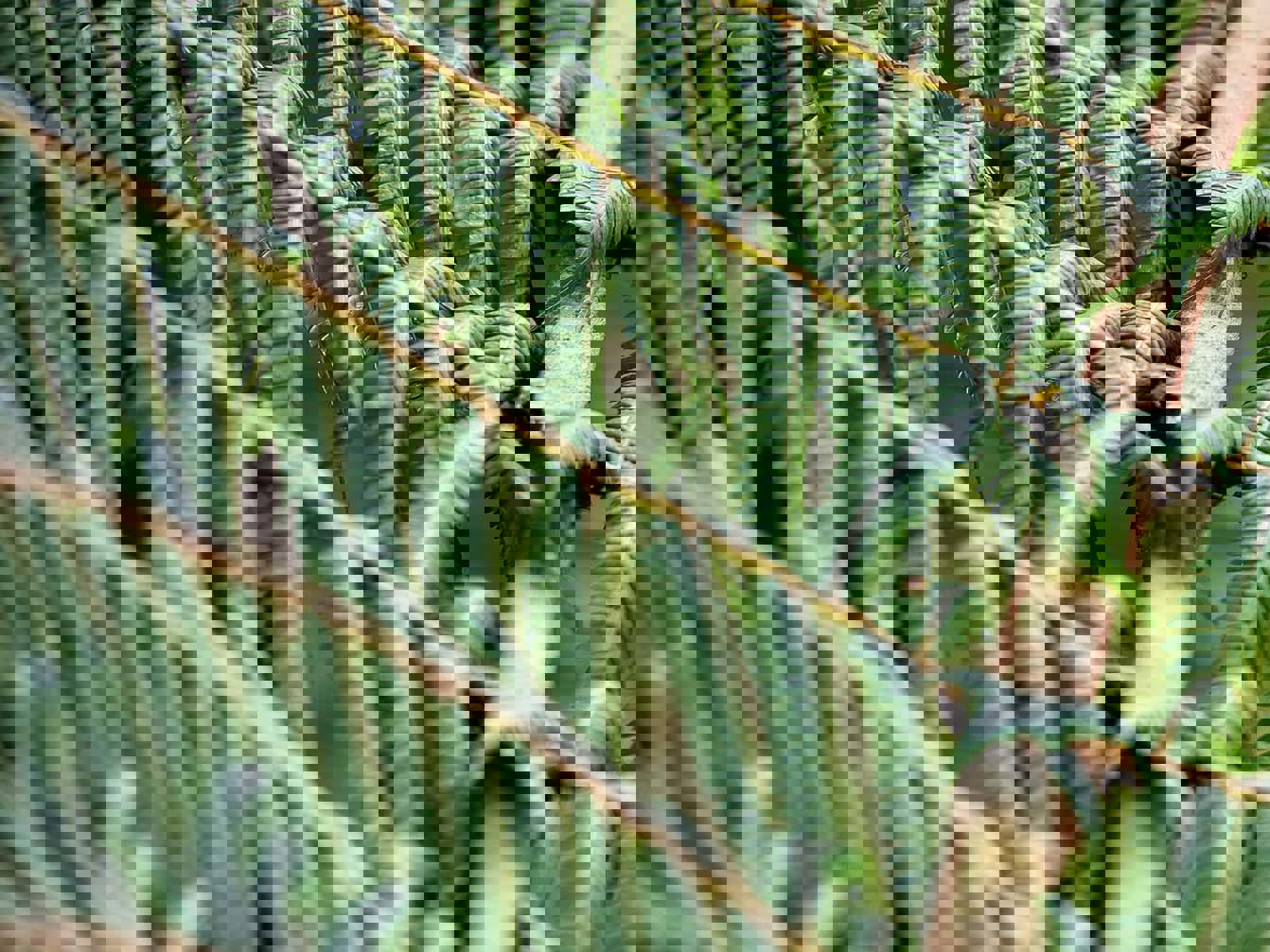 Tikanga and Aotearoa New Zealand law, āke āke āke?  Mobile Image