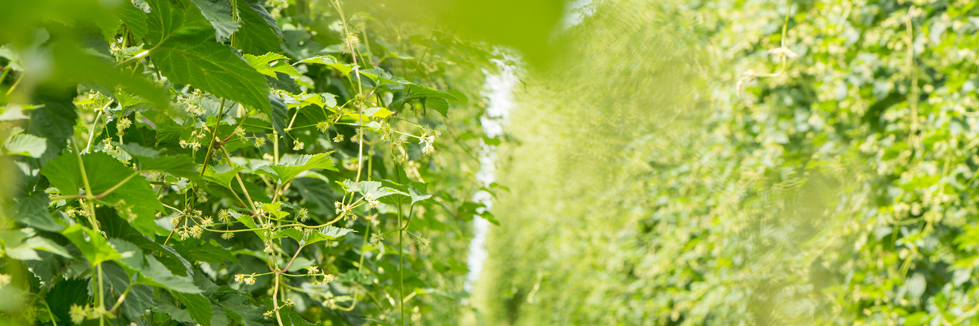 Regulatory review announced for agricultural and horticultural product approvals Desktop Image