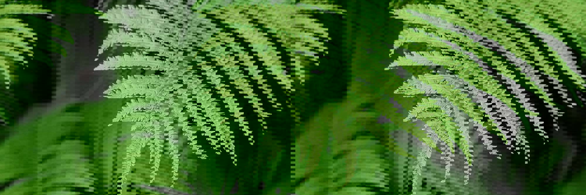 Sustainability resources Desktop Image